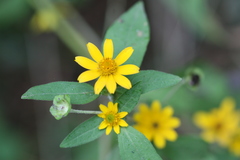 Wedelia chinensis